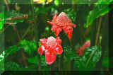 CD73-092 jungle flowers.jpg (47369 bytes)